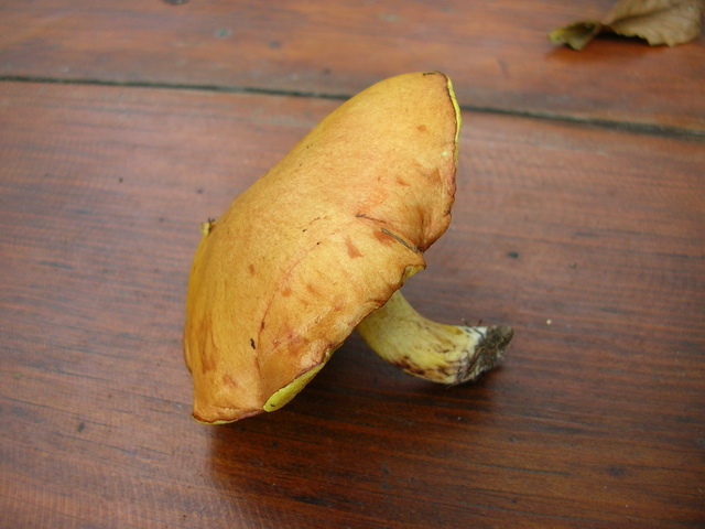 ..2 soggetti da sottoporre